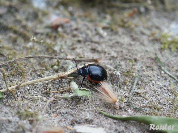 Rotsaum-Blattkäfer (Chrysolina sp.)